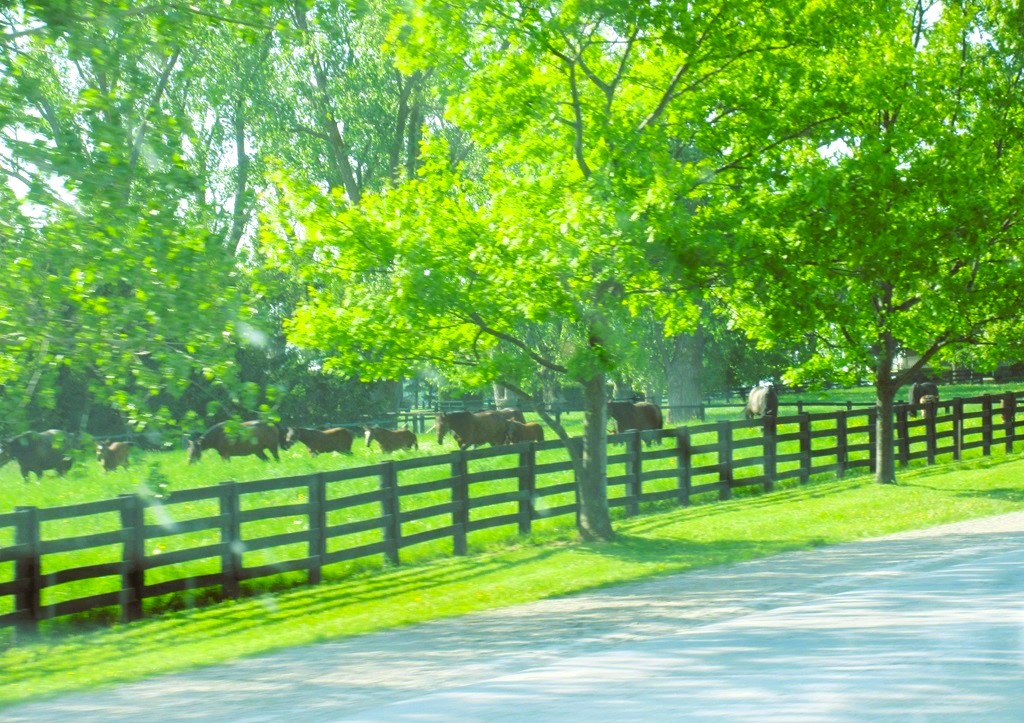 Ontario's Backroads Field Guide 2 - Fence Line