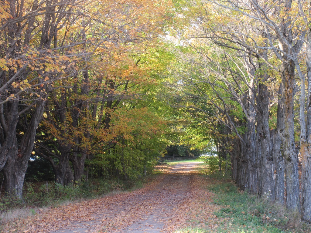 Ontario's Backroads Field Guide 2 - Long Laneways