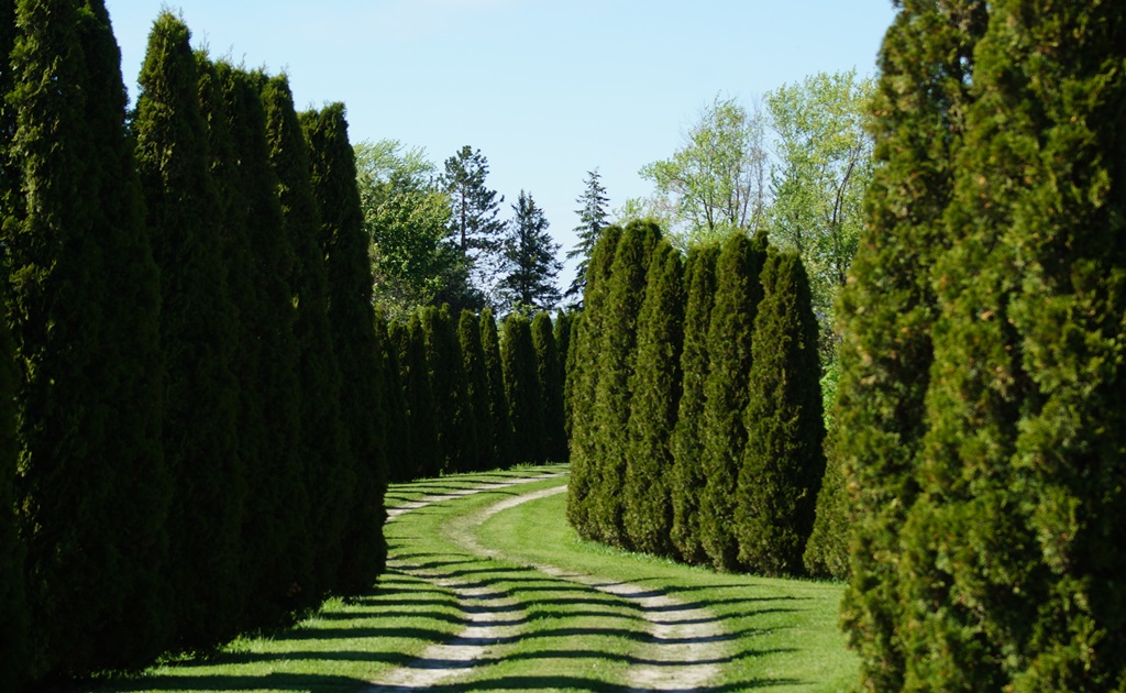 Ontario's Backroads Field Guide 2 - Tree Lines
