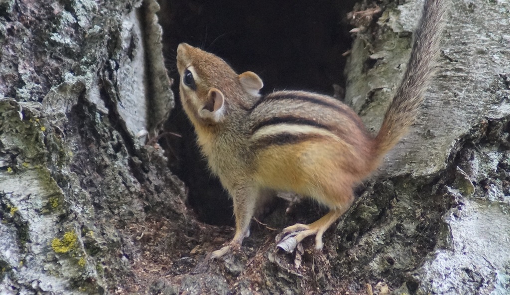 Chipmunk "Nest" Hideaway - Backroads Field Notes