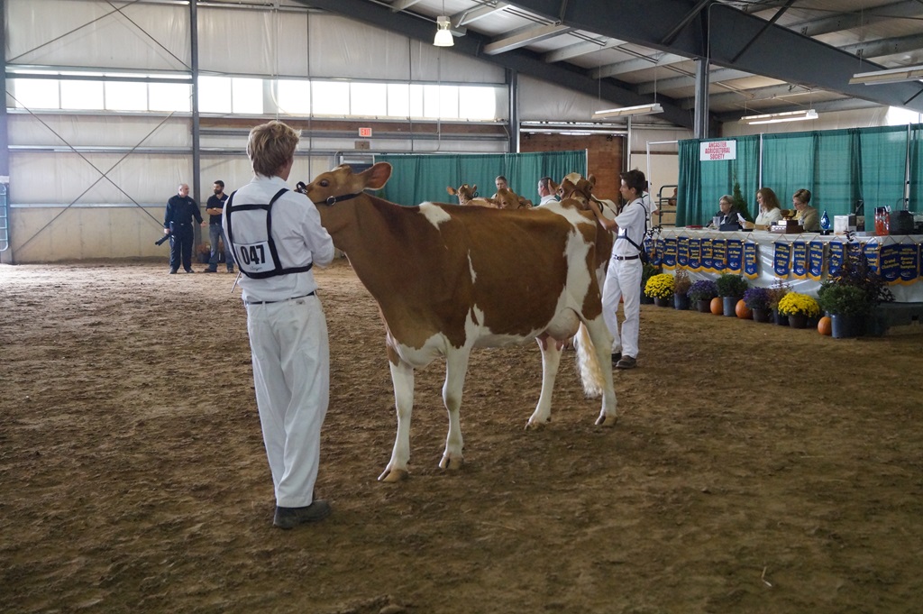 Ancaster Fair - Cattle Show