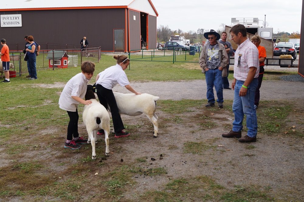 Goat Show