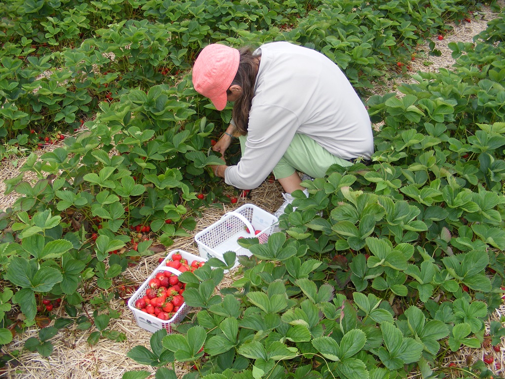 Pick Your Own Strawberries - Ontario Harvest
