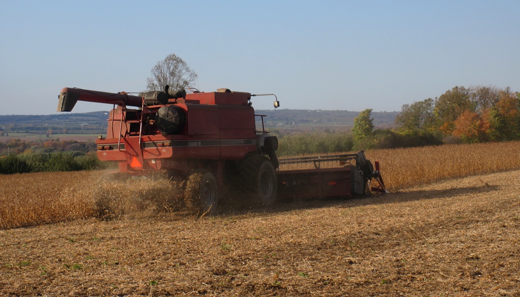 Harvest Grain - Ontario Harvest