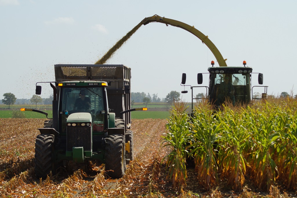 Harvesting Corn for Animals