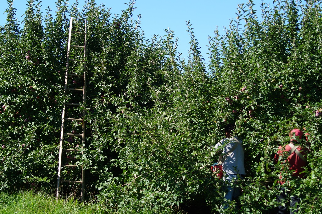 Apple Harvesting - Ontario Harvest