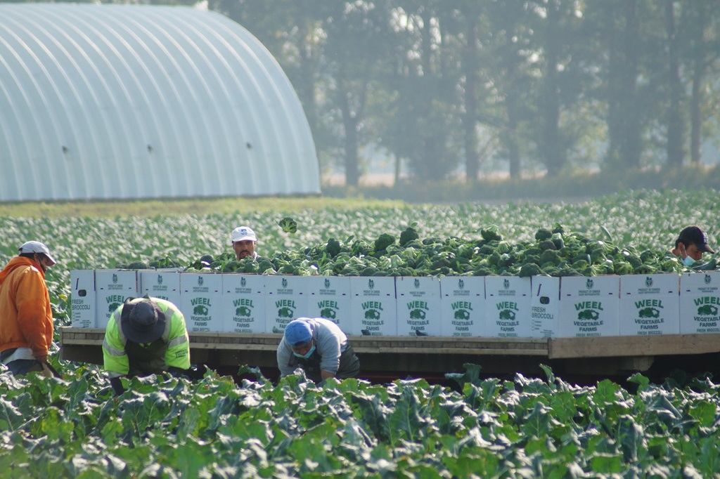 Harvesting Broccoli 