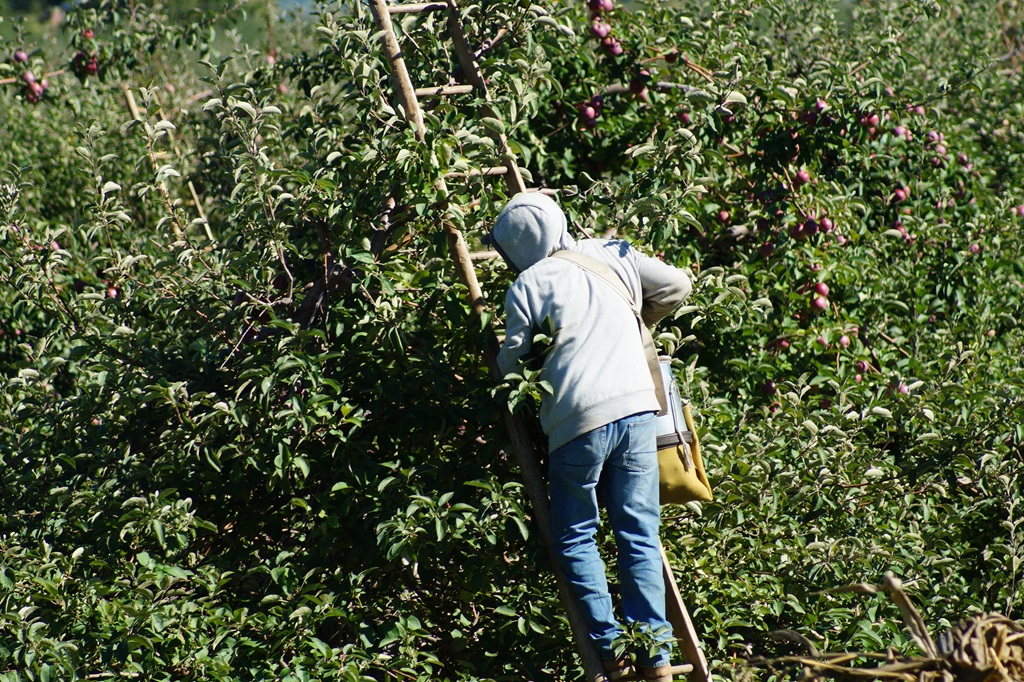 Apple Picking Ontario Harvest