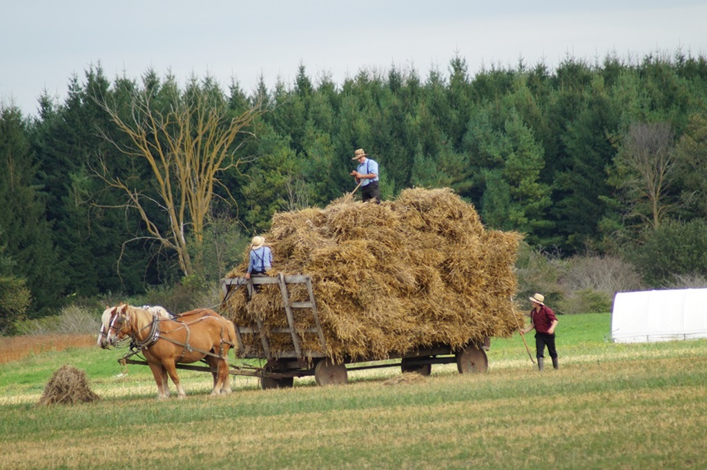 Ontario Harvest - Carrying the load