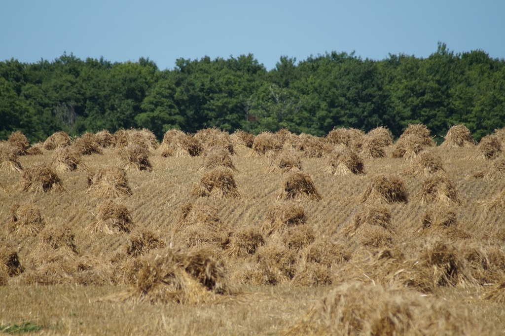 Hay piles 