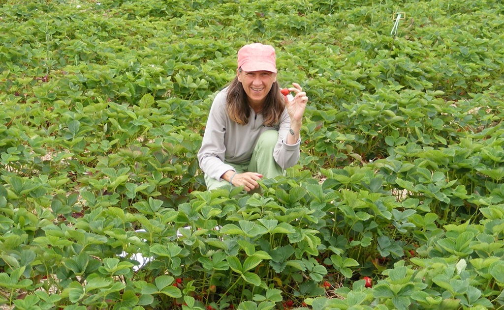 Early Summer - Picking Berries